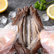 Load image into Gallery viewer, Sea Cucumber
